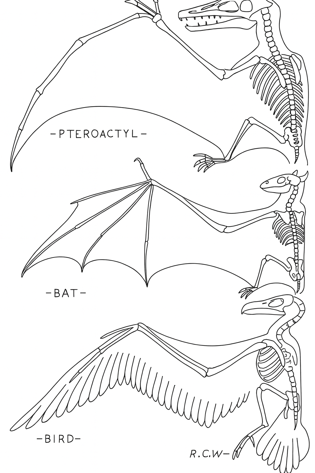 Convergent Evolution visualization